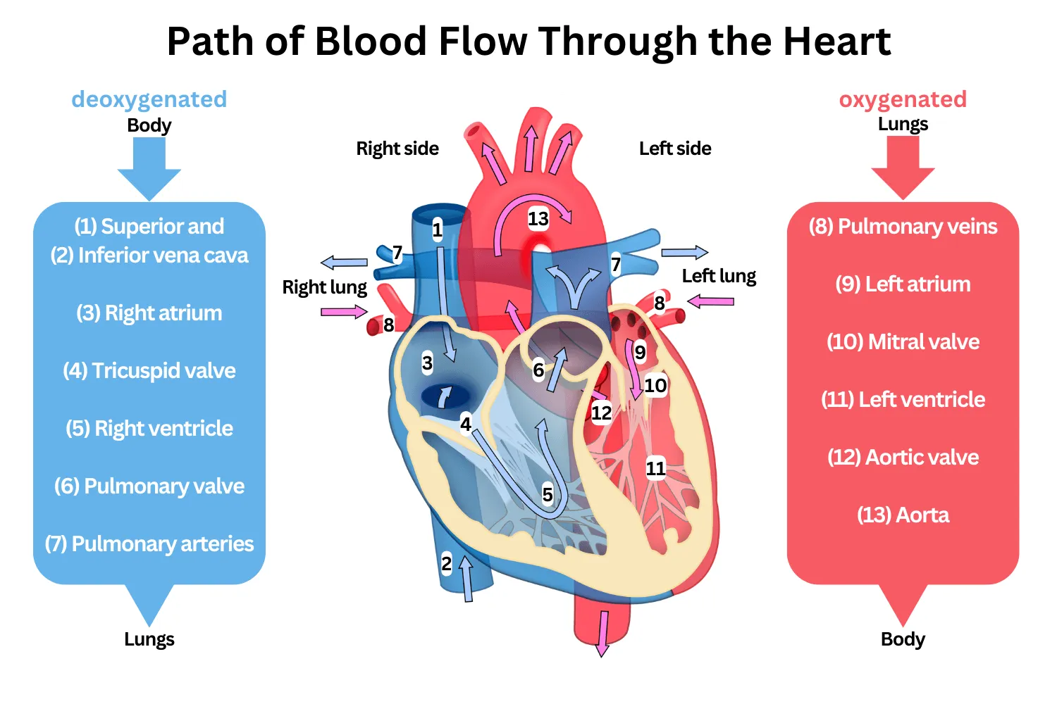 Passage of blood through heart